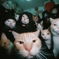 meowgang